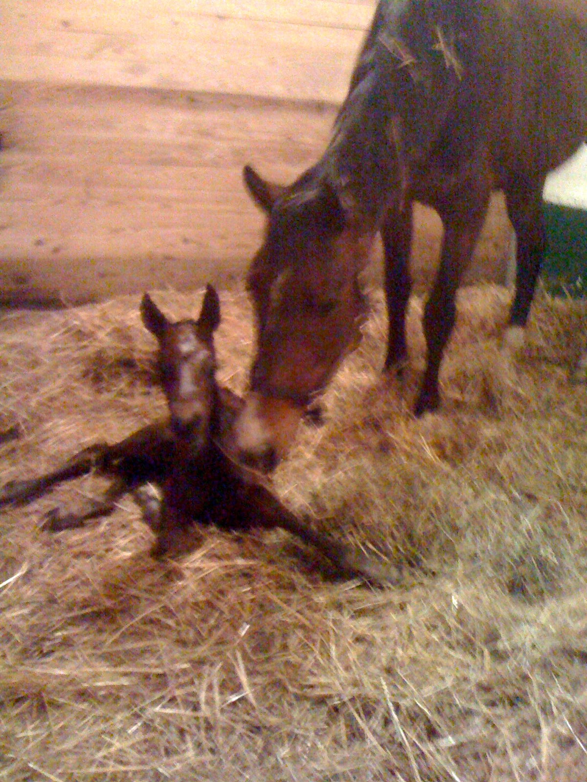 Photo Tour Bright View Farm