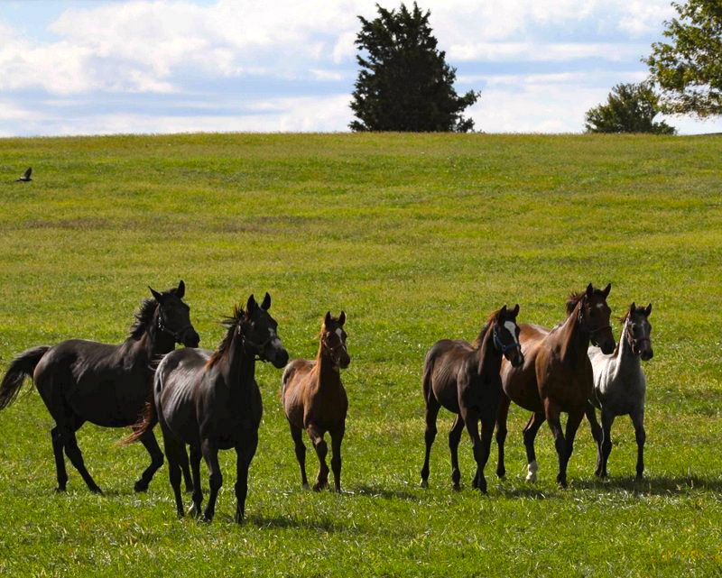 Photo Tour Bright View Farm
