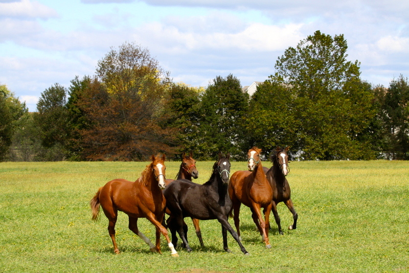 Photo Tour Bright View Farm