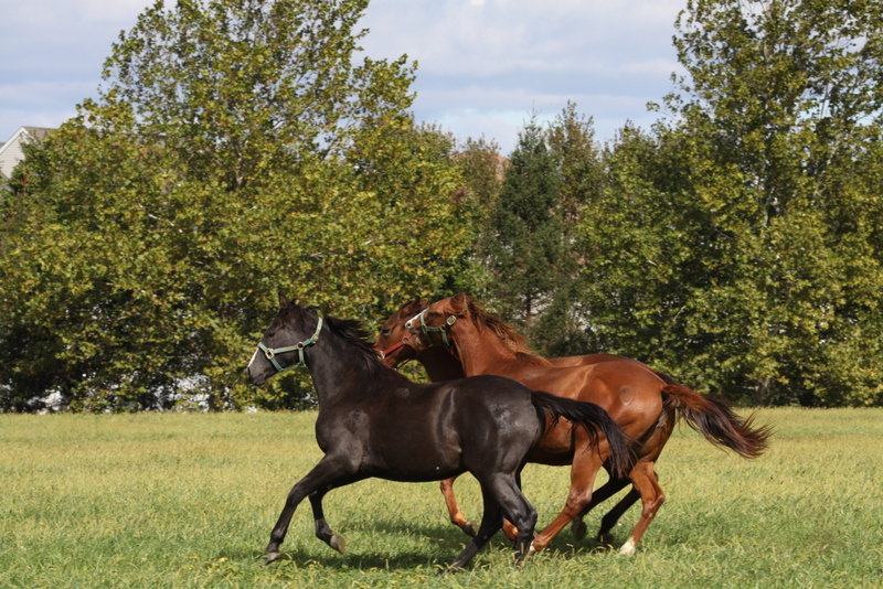 Photo Tour Bright View Farm