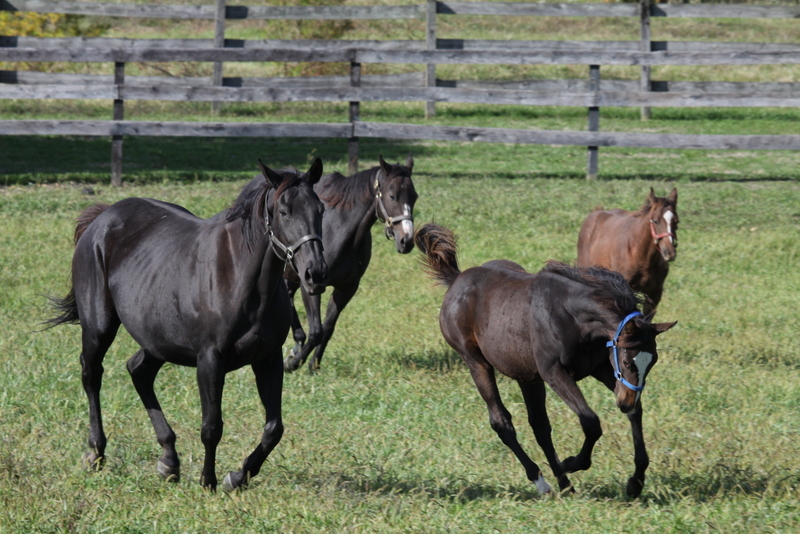 Photo Tour Bright View Farm