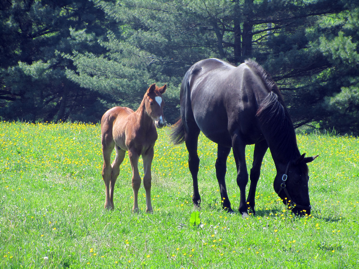 Photo Tour Bright View Farm