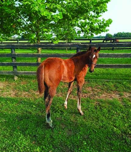 Book'em Danno as a two-month-old foal at Bright View Farm in 2021